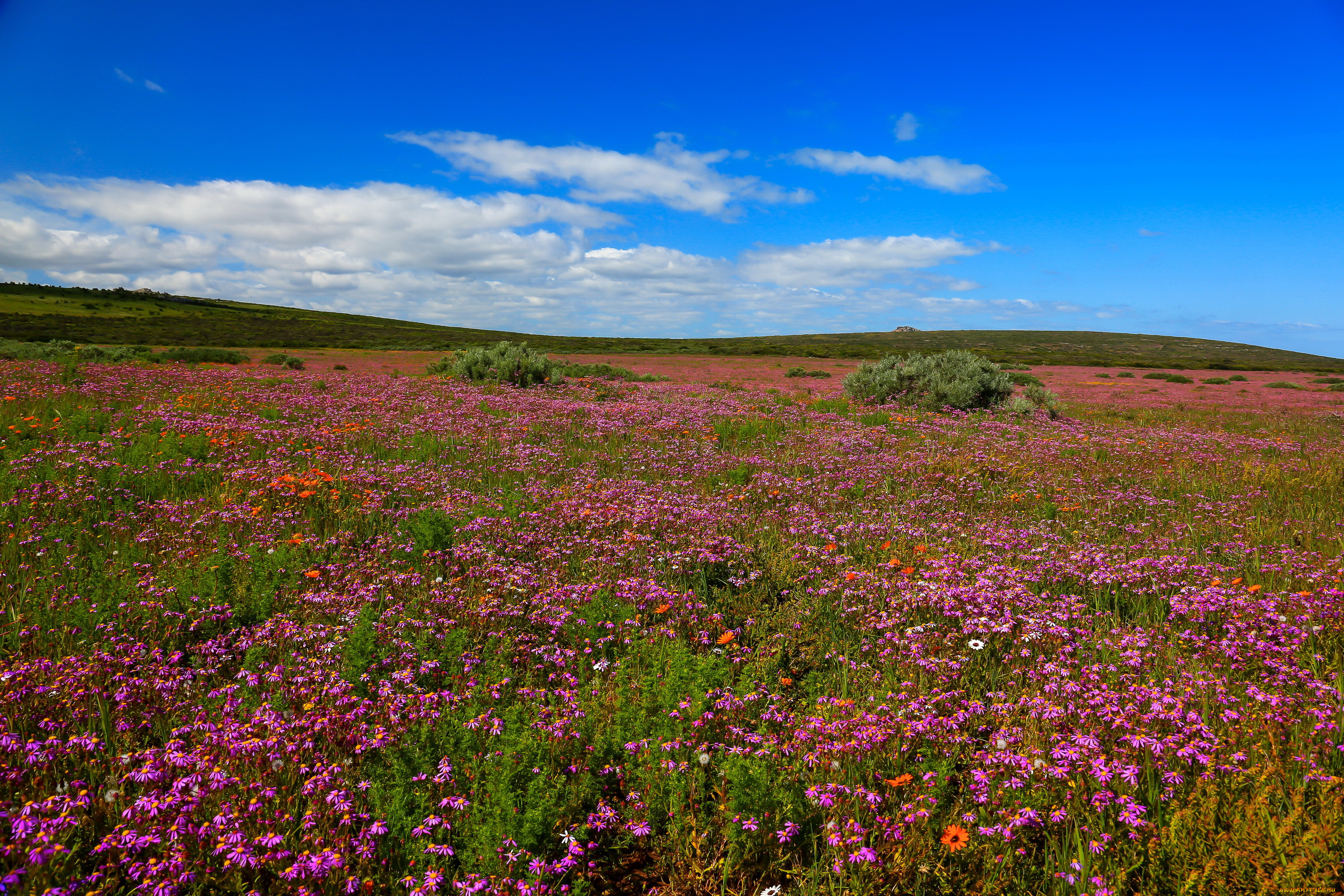 west, coast, national, park, south, africa, , , 